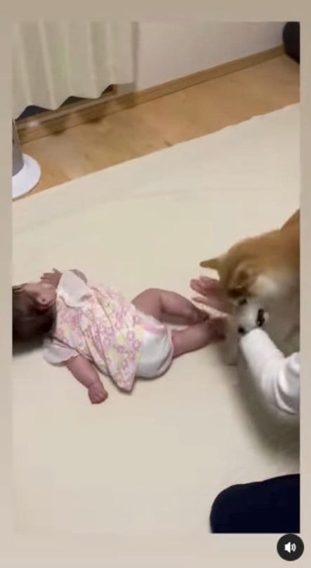 またまた手を甘噛み（提供：SORAさん）