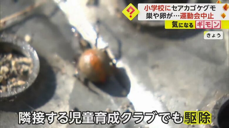 小学校に隣接する児童育成クラブでも、駆除作業を実施