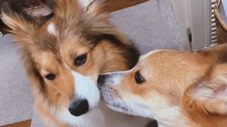 左：うりちゃん　右：せこむちゃん