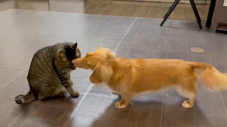 ねこくんはちょっと迷惑そうな様子