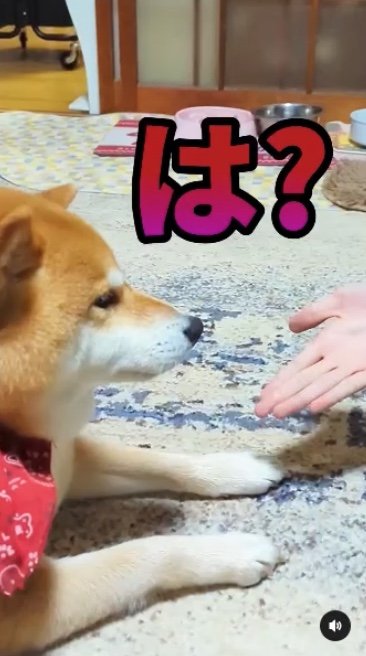 提供：柴犬スティーブch【コーギーと猫を添えて】さん