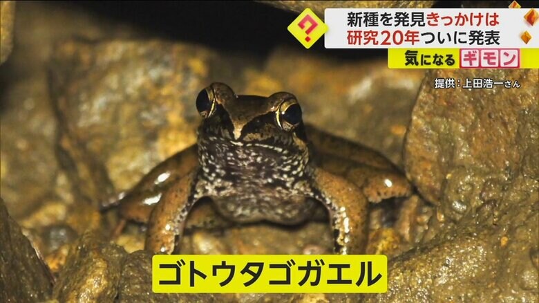 五島列島の一部にしか生息していないというゴトウタゴガエル