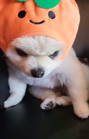 ハロウィンの仮装中のマメすけくん。これまた見事な“メンチ切り”