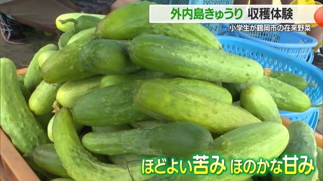 空海が食べたと言われると食べてみたくなる？　見慣れたキュウリより色味が薄くほのかな甘みがある