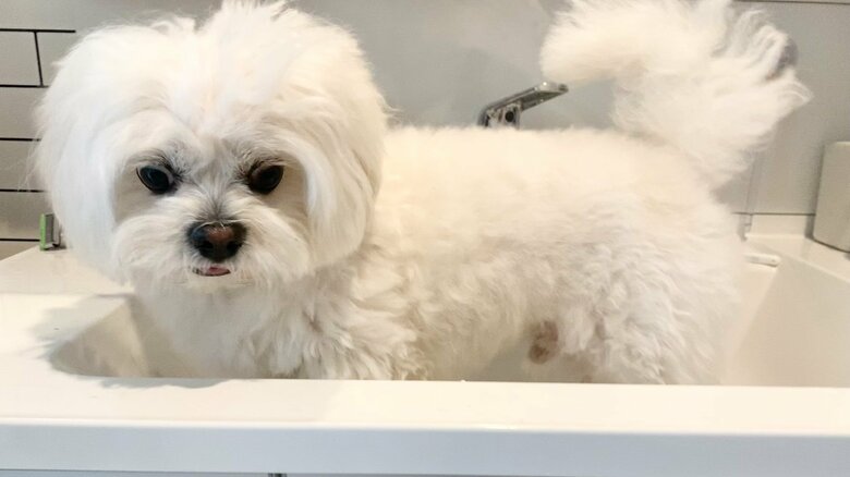 自分のうんちを踏んで洗われることになり、絶望の表情