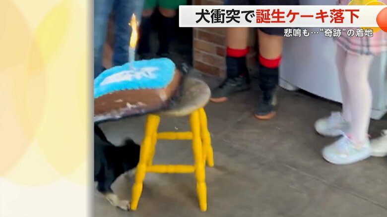 ケーキが乗っているイスにぶつかる犬（Vialhog/スペクター）