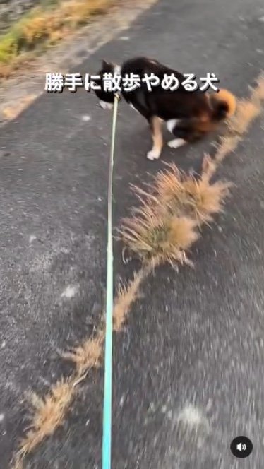 提供：柴犬むさしとこじろうさん