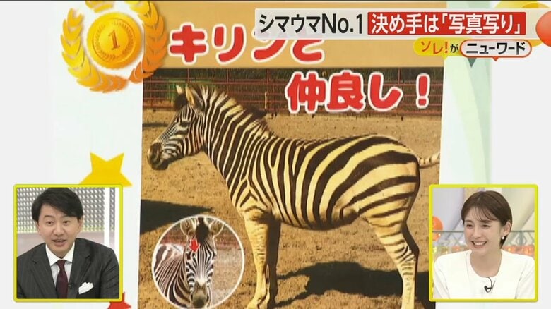 「シマウマ総選挙」で1位となった8歳のメス・コナツ