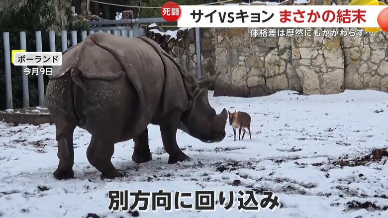 身をひるがえしてサイに立ちはだかるキョン（ZOO Wrocław）