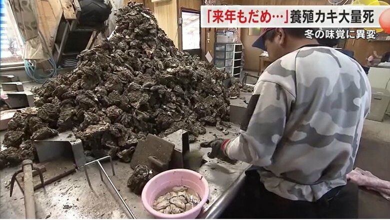 殻の中にカキがないことがわかり…