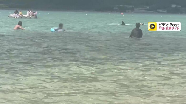 イルカが子どもを襲う一部始終③（全18枚）