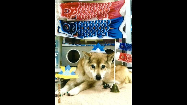 息を引き取る1カ月半前の由莉　今年5月6日 赤坂動物病院で（提供：宮内庁）