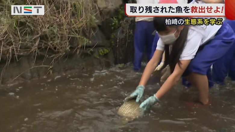 助けた魚を放流