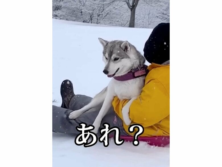 提供：ハスキーいちみちゃんと田舎暮らしさん