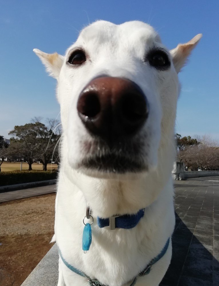 提供：テラゾーさん