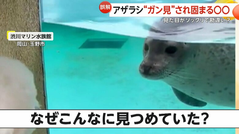 ビション・フリーゼのセトくんを見つめるゴマフアザラシのもち丸くん