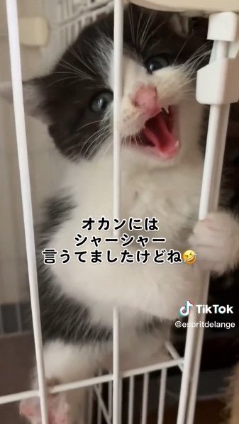 提供：エンとちぃさん