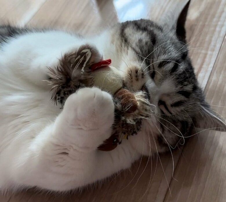 その後のコマドリ…