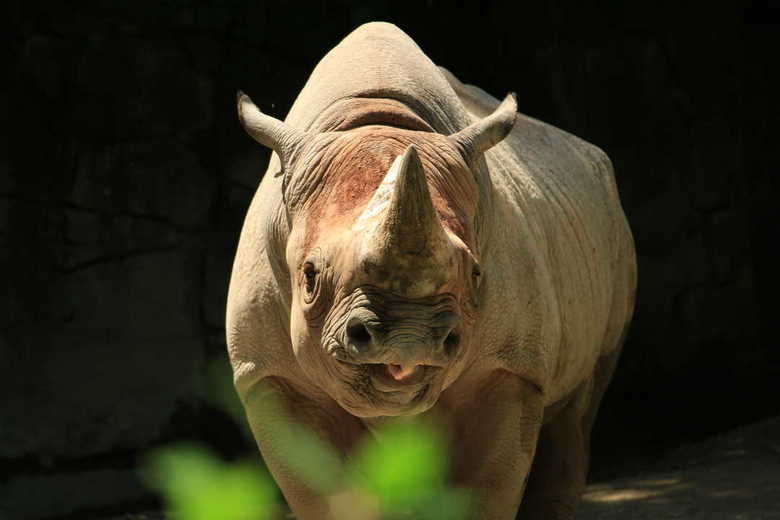 サイに薬を塗ろうと・・・?夏休みの多摩動物公園でベテラン男性飼育員が死亡
