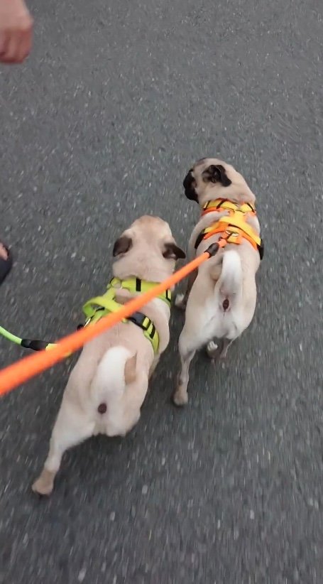 提供：たまごandおもちさん