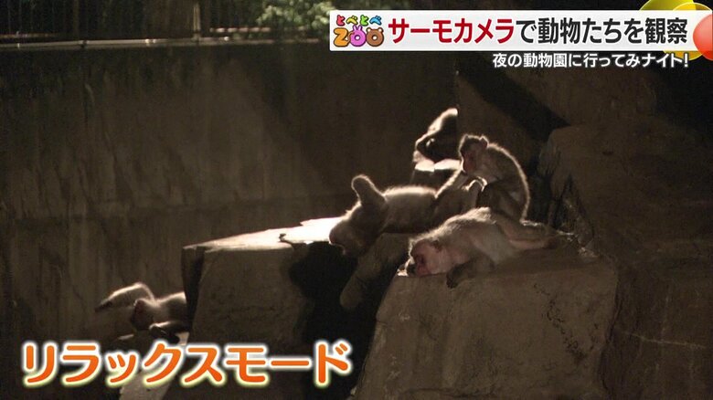 サルたちもリラックスモード