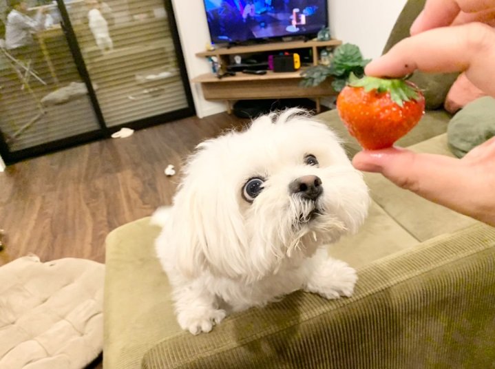 イチゴに興味津々なわむうくん