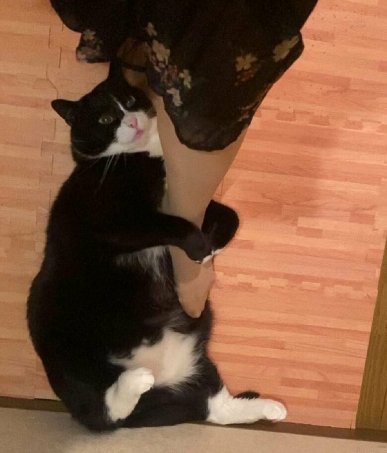 足でなでられるのが好き