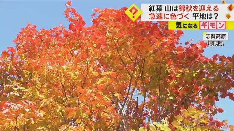 長野県・志賀高原の紅葉も今が見頃