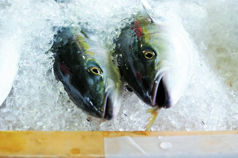 フクラギ（資料）