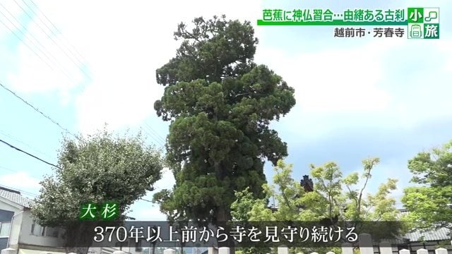 370年以上前から寺を見守る大杉