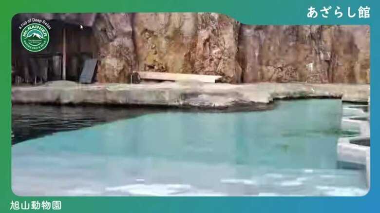 おすすめのアザラシカメラだが、動物たちがいないことも…