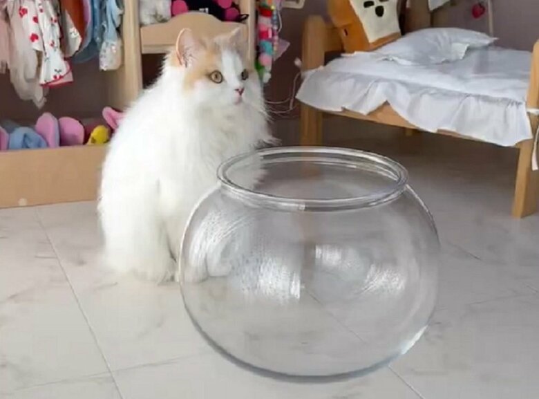 透明な容器を前に座っているLaLaちゃん