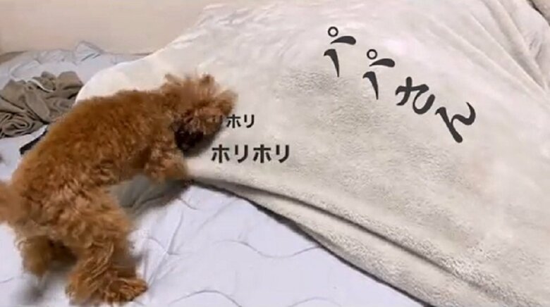 パパさんが布団で仮眠していると、中に入ろうと頑張るルルくん