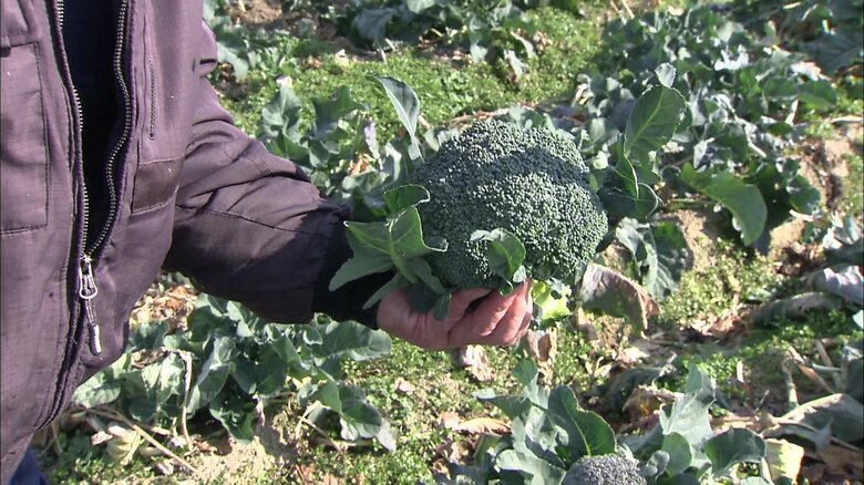 収穫されたブロッコリー