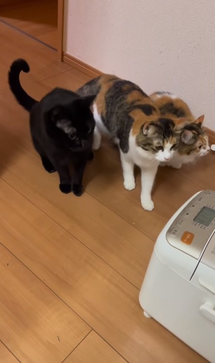 今度はラムちゃんがずいっと前へ