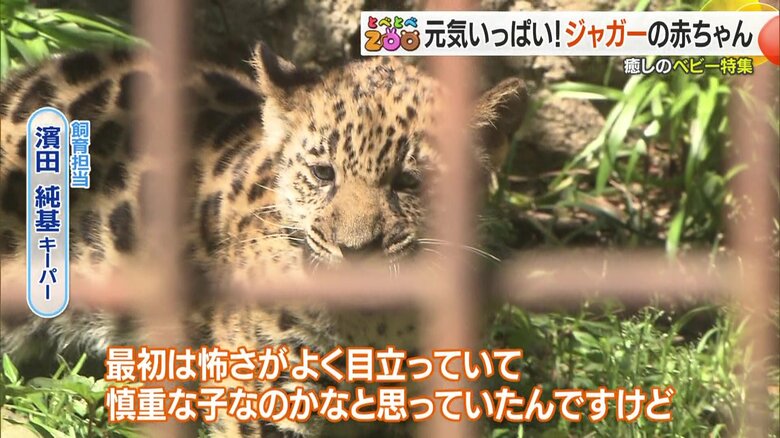 公開されたばかりのジャガーの赤ちゃん