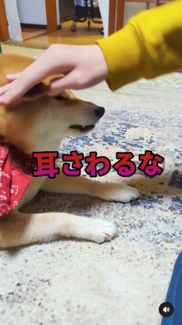 提供：柴犬スティーブch【コーギーと猫を添えて】さん