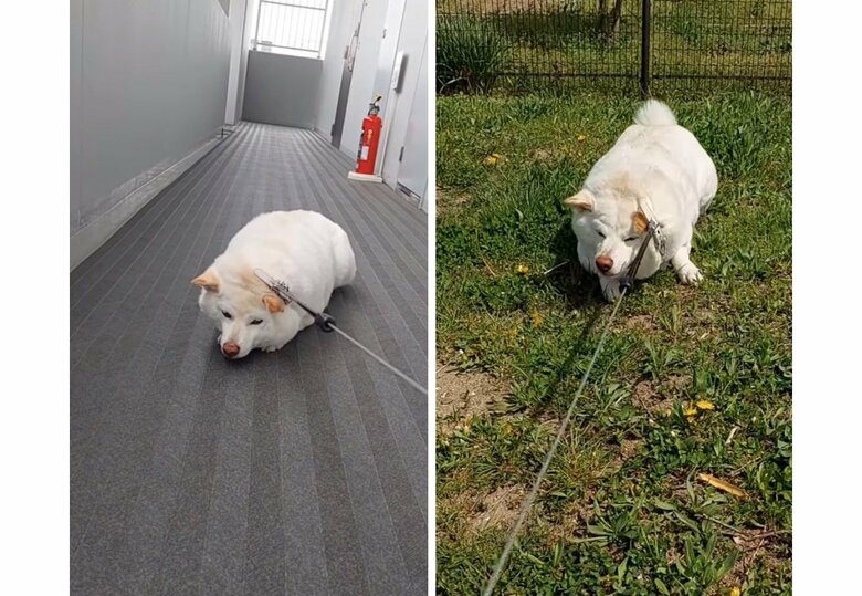 提供： kinako_kinakoさん