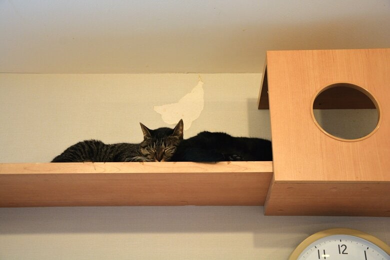 人間への警戒心の強いシャーシャー猫も、猫同士では一緒にいる場面も