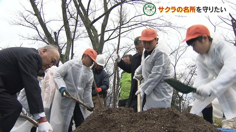 地元の小学生が若いサクラを植樹