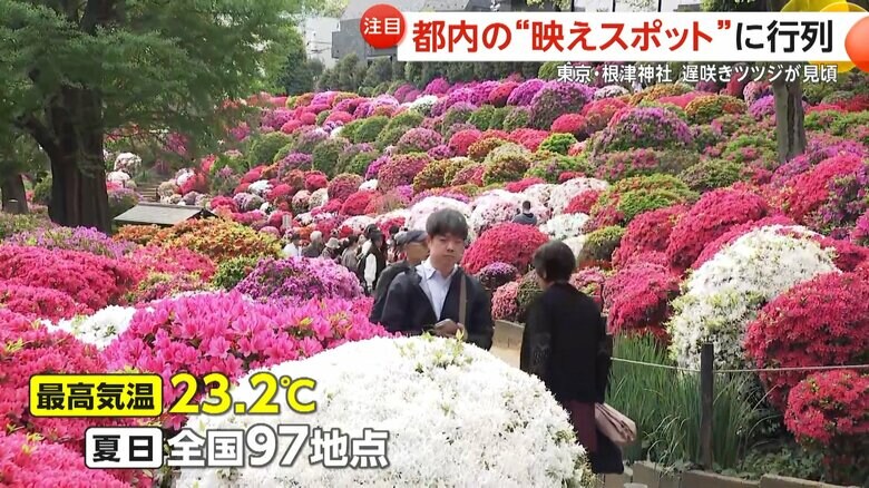 東京・文京区にある根津神社のツツジ