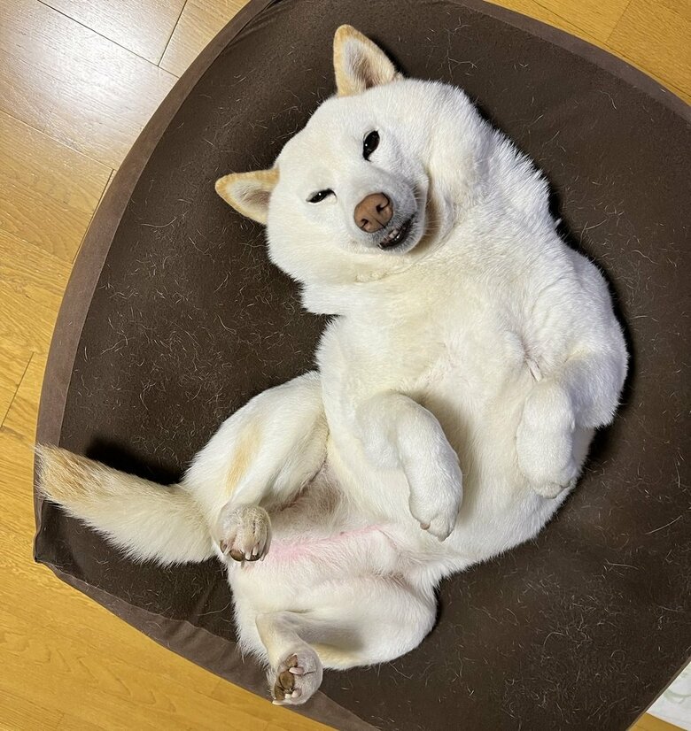 ヘソ天