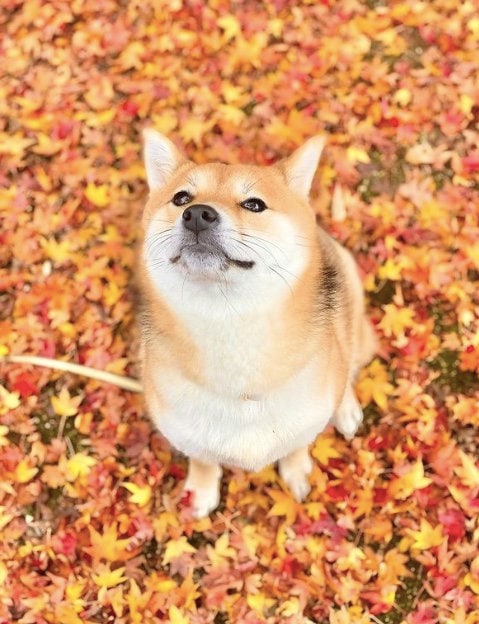 提供：shiba_mugi_さん