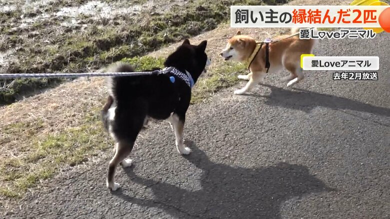 一緒に仲良く散歩する「との」と「こてつ」