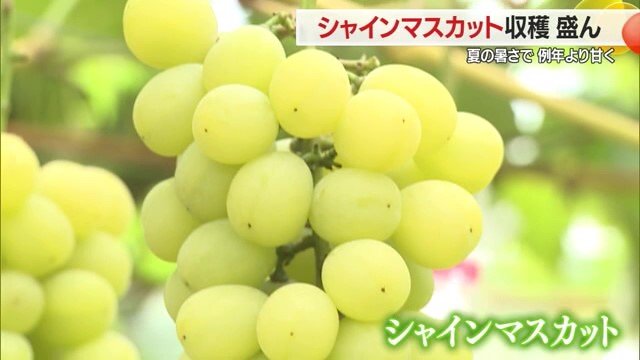 ぶどうの女王。皮ごと食べられる・種なし・大粒・高糖度で高級ぶどうの火付け役でもある