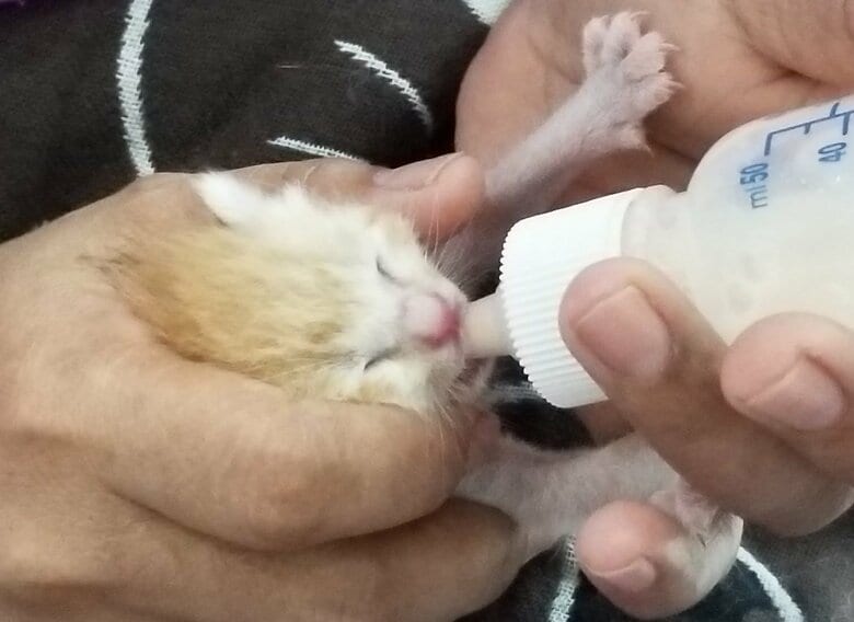 子猫時代にミルクをもらう様子