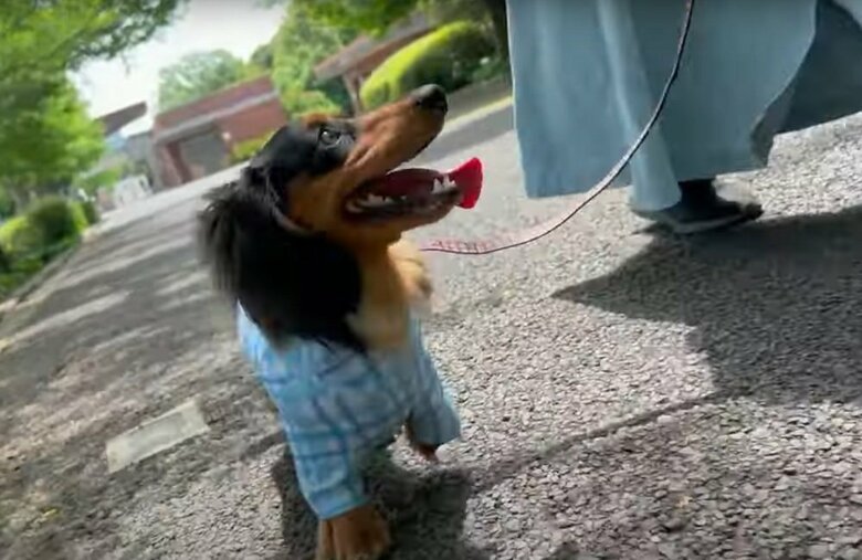 チラチラ見上げながら散歩