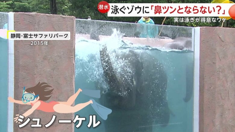 シュノーケルのような鼻（提供：富士サファリパーク）