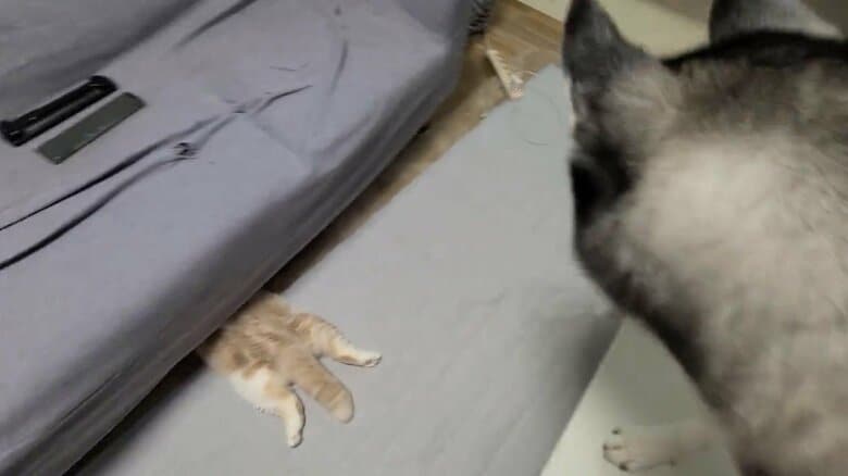 提供：犬と猫の親バカ日記さん