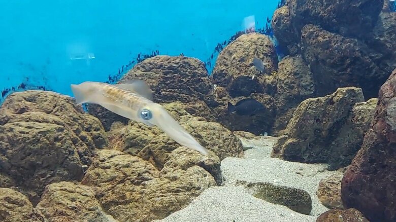 （提供：城崎マリンワールド）